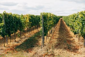 Important wine industry grant program in the balance