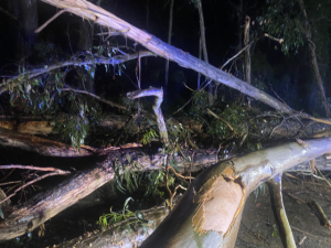 High winds keeps Emerald SES busy