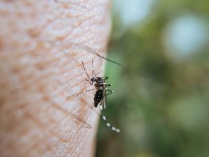 Warning over flesh-eating ulcer spread by mosquitos and possums