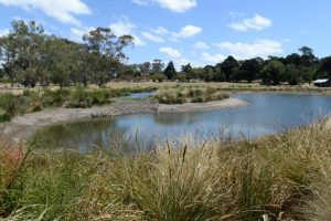 Agriculture Victoria urges farmers to keep an eye out for blue-green algae