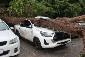 Fallen tree damages half a dozen cars at Upper Ferntree Gully Station
