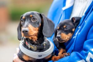 YR council adopts four year animal management plan