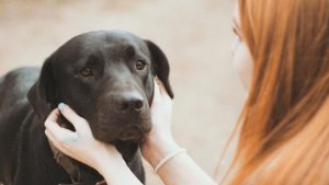 Two-thirds of Australian households have a pet, according to survey