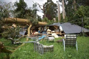 Fallen tree makes Kallista home uninhabitable