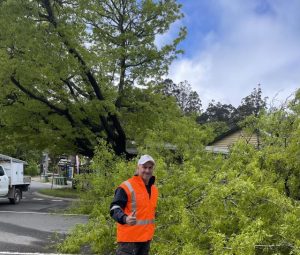 Olinda’s fallen Oak to be reused for community project