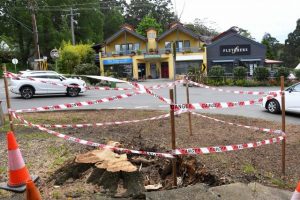 Olinda businesses lose two days of trading after fallen tree impacts power supply