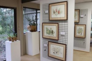 Visit Kalorama’s hidden native garden