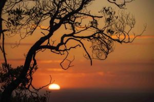 Summer photography in the Dandenong Ranges
