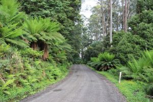 Your summer road trip through the Dandenong Ranges