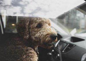 Keep an eye out for pets in cars