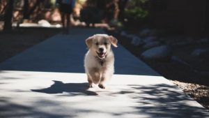 Finding lost pets over the holidays