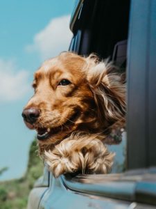 If you are planning on taking your dog on a roadtrip, here are some of the best tips