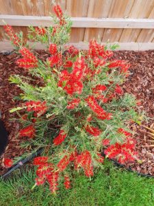 Creating a native wildlife garden in your backyard