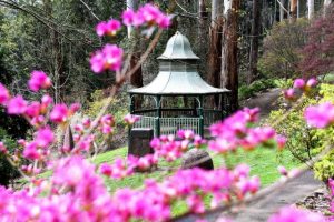 SNIPPETS: Nat Butsch at Alfred Nichols Garden