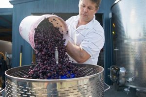 Blue(berry) is the new red