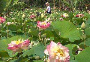 Experience the world of flowers in the Yarra Valley