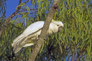 Warning over bird diseases
