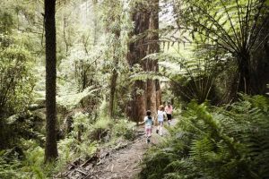 The biggest threats to the Dandenong Ranges National Park