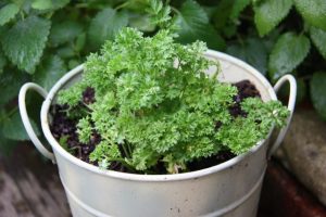 Feeding your plants indoors