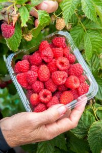 Fresh fruit straight off the farm in Wandin