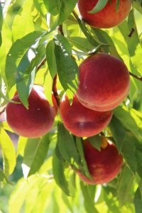 Get fresh fruit straight from the vines