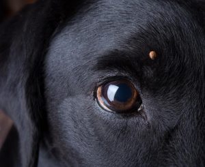 Tick warning for pet owners