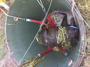 Horse rescued after falling into spetic tank in Belgrave South