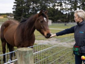 New and future horse owners invited to ownership course