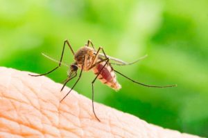 Keeping mosquitos away this summer