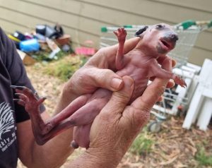 Joey rescued after wallaby hit by car