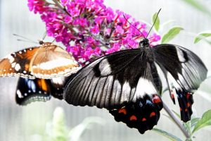 Monbulk’s buttefly haven takes flight