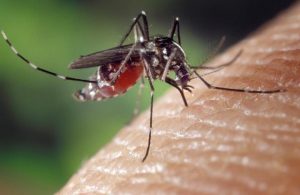 Victoria records first case of Murray Valley encephalitis virus case and death since 1974