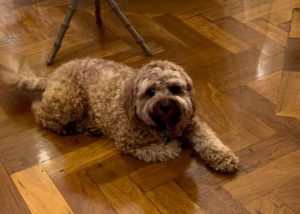 Police arrest man from The Basin in relation to stolen car and dog
