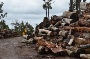 Treasuring our Trees ‘branches’ out thanks to Level Crossing Removal