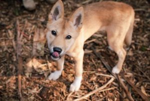 Pair of dingos find a home at Healesville Sanctuary