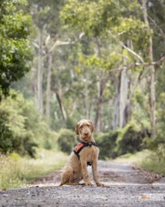 Zoo detection dog squad gets new addition