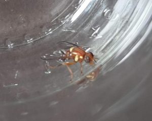 Fruit Fly detected in Yarra Valley