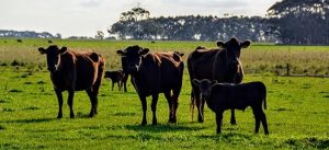 Pastures may need more care after flooding