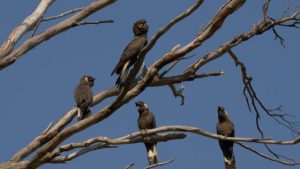 Documentary screening in Belgrave highlights Black Cockatoo plight