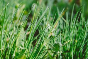 Local weed blitz throughout April