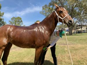 Here are three facts about horses