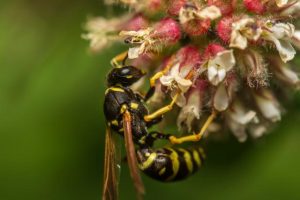Council asks for European wasps to be reported