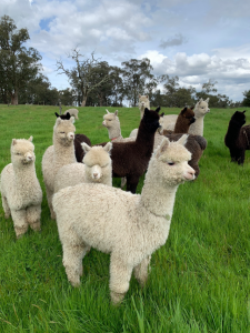 Alpaca stud farm in Belgrave Heights loses animals to unknown attack