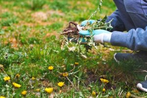 SNIPPETS: FROGY monthly working bee