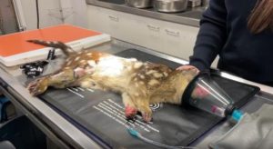 Rare quoll returned to Ranges
