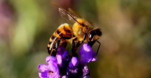 Friends with Honey host to host webinar on pollinators