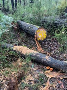 Operation  to detect illegal activity in Gembrook’s parks launched