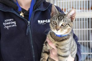 RSPCA seeking volunteers