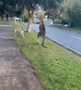 Conservation Regulator investigating kangaroo spat