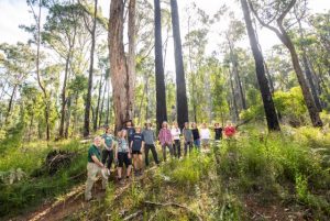 Dandenong Ranges National Park debris clearing plan complete